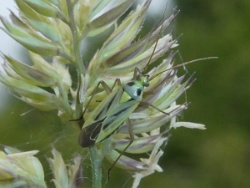 Stenotus binotatus